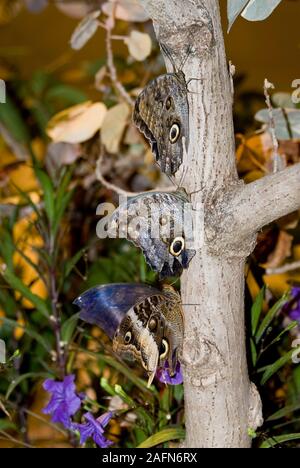 St. Paul, Minnesota. Butterfly garden. Three Owl butterflies on a tree branch. Stock Photo
