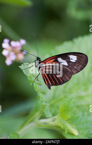 St. Paul, Minnesota. Como Park butterfly garden. Doris Longwing, ' Heliconius doris' Stock Photo
