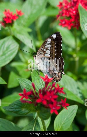 St. Paul, Minnesota. Como park  Butterfly Garden. Malaysian Blue Clipper Butterfly ' Parthenos Sylvia'  nymphalidae family. Native to South and South Stock Photo