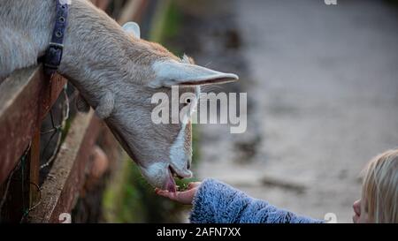 wonderful light long neck goat eating tasty grass from little girls hand in a blue coat Stock Photo