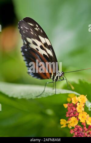 St. Paul, Minnesota. Butterfly Garden. Tiger Longwing butterfly; ' Heliconius hecale'  Family Nymphalidae. Stock Photo