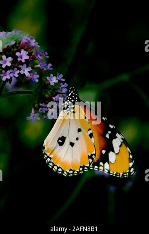 St. Paul, Minnesota. Butterfly Garden.   Plain Tiger or African Monarch butterfly ' Danaus chrysippus', is a common butterfly which is widespread in A Stock Photo