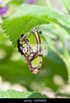 St. Paul, Minnesota. Butterfly Garden.  Malachite;  ' Siproeta stelenes' is found throughout Central and South America. Stock Photo