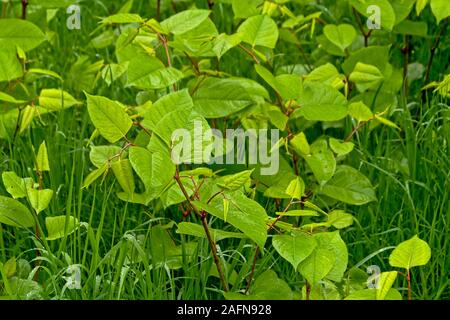 young Japanese knotweed plants, a badly invasive species taking over the garden. selective focus Stock Photo