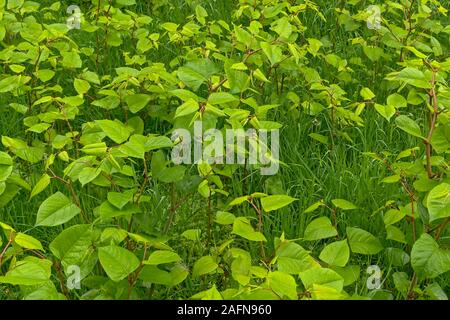 young Japanese knotweed plants, a badly invasive species taking over the garden. selective focus Stock Photo