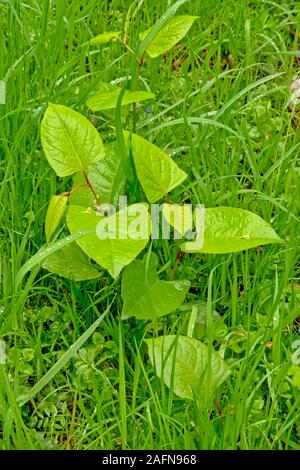 young Japanese knotweed plants, a badly invasive species taking over the garden. selective focus Stock Photo