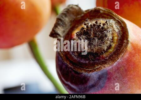 Close-up of rotting and decaying orange red rose hips in winter Stock Photo