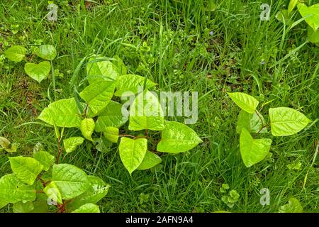 young Japanese knotweed plants, a badly invasive species taking over the garden. selective focus Stock Photo