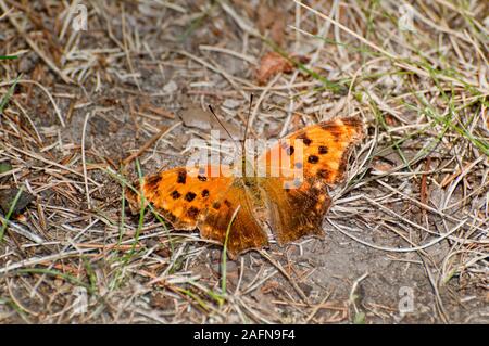 Vadnais Heights, Minnesota. John H. Allison forest. Question Mark butterfly, "Polygonia interrogationis" warming itself on the ground from the sun. Stock Photo
