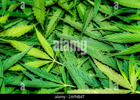 Cannabis texture marijuana leaf pile background. Cannabis marijuana leafs closeup background. Stock Photo