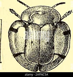 . Coleoptera : general introduction and Cicindelidae and Paussidae. Fig. 83.—Botryo-nopa sh&ppardi. The larvae of the Cassidi?st.e are remarkable for their habit of.
