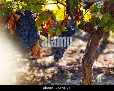 Red wine grapes ready for harvest (vindima) in Douro Portugal Stock Photo