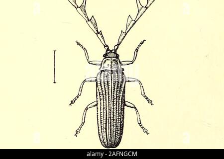. Coleoptera : general introduction and Cicindelidae and Paussidae. Fig. .37. Macrolycus bowringi. less bright light; in. Fig. 58.—Alebrus cxpansicornis. to the nature of the luminosity, but very little as yet is knownabout it; it is apparently due to the oxidation of some fattysubstance formed or secreted within the body. In most cases there is but little difference in general appearancebetween the female and the larva, whereas the males are perfect CAM TH ARID JE. 137