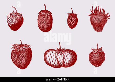 Group of garden strawberries of different varieties after historical illustrations from the 19th century Stock Vector