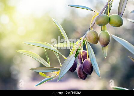 olive branch in its tree almost mute and about to be collected to obtain oil. Stock Photo