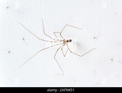Pholcus phalangioides  / daddy long-legs spider Stock Photo