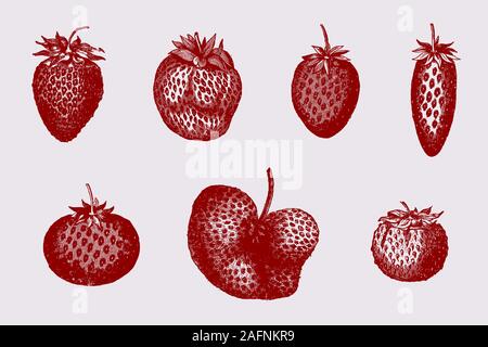 Set of garden strawberry varieties in different shapes, after historical illustrations from the 19th century Stock Vector