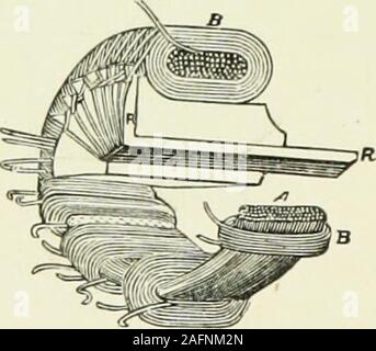 . Practical electricity in medicine and surgery. Fig. 112.—Siemens Armature. a steel rod, which forms the axle of the armature and moves inbearings at its ends. The washers, after being threaded on therod, are pressed together and kept in place by means of twoscrews at the ends ; occasionally they are shrunk on the shaft oraxle. An armature of this kind is known as the Siemensarma-ture, and is, perhaps, the most generally used at present.. Fig. 113.—Gramme Armature. Stock Photo