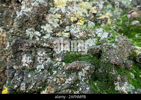 Natural texture tree bark. Bark of plane tree Stock Photo