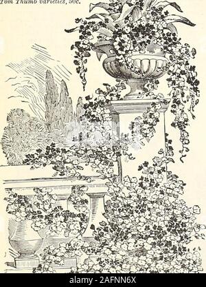 . Manual of everything for the garden : 1894. MYOSOTIS, OR FORGET-ME-NOT. The popular Forget-me-nots. Bushy plants 6 to 12 inches high, bearing clusters of lovely smallflowers. They are perennials and hardy enough to remain in the open ground, excepting in very coldlatitudes, where they should be well protected ; but they are generally sown in the fall and wintered overin cold frames, when they will flower early in the spring ; if sown early in the house they will flower thefirst season. Dwarf Alpine. Compact plants, 4 to 6 incheshigh; flowering profusely; mixed colors. ...Pkt. 10 Palustris. L Stock Photo