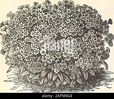 . Manual of everything for the garden : 1894. FOR A COMPLETE LIST OF FLOWER SEEDS, SEE PACES 90 TO 97. S2 PETE$ HETIDE^SO^ 6t CO., JiUUt YOt^.—piiOWE^ SEEDS.. MYOSOTIS, OR FORGET-ME-NOT. The popular Forget-me-nots. Bushy plants 6 to 12 inches high, bearing clusters of lovely smallflowers. They are perennials and hardy enough to remain in the open ground, excepting in very coldlatitudes, where they should be well protected ; but they are generally sown in the fall and wintered overin cold frames, when they will flower early in the spring ; if sown early in the house they will flower thefirst se Stock Photo