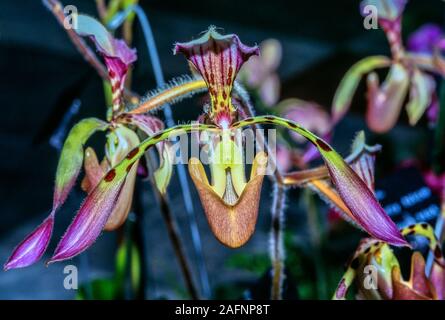 Paphiopedilum, often called the Venus slipper, is a genus of the lady slipper orchid subfamily Cypripedioideae of the flowering plant family Orchidace Stock Photo