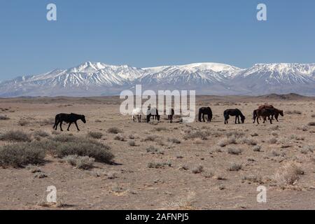horses in the grassland of Mongolia Stock Photo