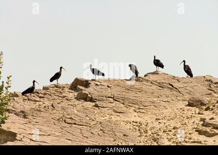 BLACK or RED-NAPED IBIS (Pseudibis papillosa).  Sam Village, Rajasthan, India. Stock Photo