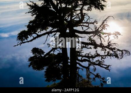 Mountain Hemlock, Tsuga mertensiana, looking down at the lake surface, which is reflecting the sky, along the Rim Drive of Crater Lake National Park, Stock Photo