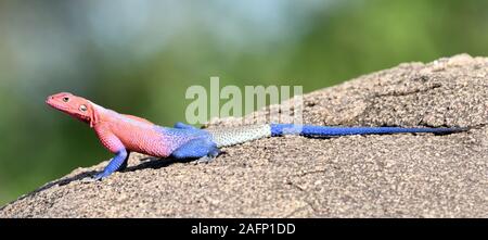 A brightly coloured male Mwanza flat-headed rock agama (Agama mwanzae) that has not completed moulting.  Serengeti National Park, Tanzania. Stock Photo