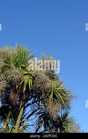 Prolific fruits of a large giant Yucca gigantea palm tree, also known as Y. elephantipes, seen in Paignton, Torbay, Devon, UK Stock Photo