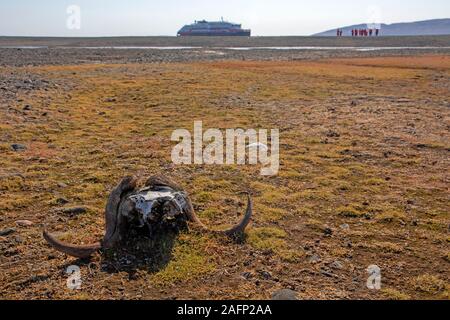 Musk ox skull at Myggbukta, Northeast Greenland National Park Stock Photo