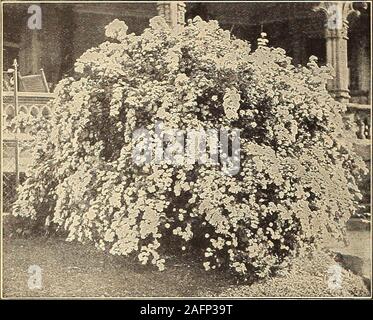 . Currie's farm and garden annual : spring 1916. Prices—Strong two-year-old plants of any of the aboveRoses each 40c; per doz. $4.00. SAMBUCUS—Elder. S. Nigra Aurea (Golden Elder)—A most attractive and veryornamental shrub. The foliage is large and of the richestgolden yellow; very effective and invaluable for groupingto produce striking contrasts. S. Nigra Variegata—This is also a beautiful shrub, havinghandsome foliage variegated with silver and green. Each 25c; per doz. $2.50. SYRINGA—Lilac. These old favorites are so well known that any descriptionwould seem superfluous. Suffice to say tha Stock Photo