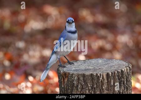 A Blue Jay Cyanocitta cristata perching on a tree stump in Fall Stock Photo