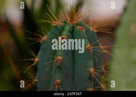 cactus home plant with sharp spike Stock Photo