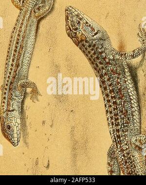 Zoology Of Egypt Gt 2 O Pq X V3 5 I 3 Gt H Cj Lt Kao S3 K Ei Cfl 2 Lt Ou M Lt J Stock Photo Alamy