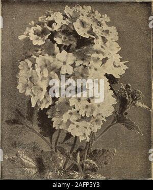 . Currie's farm and garden annual : spring 1916. FloweringVerbena—This is a distinctly new class ofGiant Flowering Verbenas excelling in thesize and noble shape of the flower and therich display of colors and shades which come true from seed 10 HELEN WILLMOTT—This beautiful novelty isthe result of many years of constant selec-tion. It is a very pretty bright salmon rose,with white eye, a color which has been longin demand. The plants produce a percentageof varied shades, which are also very fine,both in size and color 15 VERONICA (Speedwell) H. P.Spicata—Bright blue flowers on a long densespik Stock Photo
