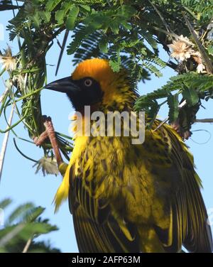 A male Speke's weaver (Ploceus spekei) works on its nest in a thorny acacia tree. It has already completed the initial ring of sedge stems from which Stock Photo