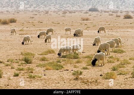 DOMESTIC SHEEP (Ovis aries).  Flock, grazing. Thar Desert, Rajasthan, India. Stock Photo