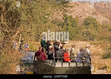 TOURISTS watching a wild Bengal Tiger Ranthambhor National Park, Rajasthan, India. February. Stock Photo