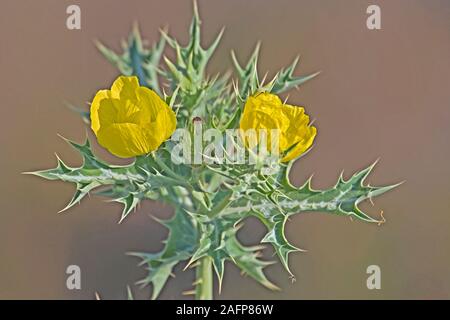 MEXICAN POPPY (Argemone mexicana).  Native to West Indies, here naturalized in Rajasthan, India. Stock Photo
