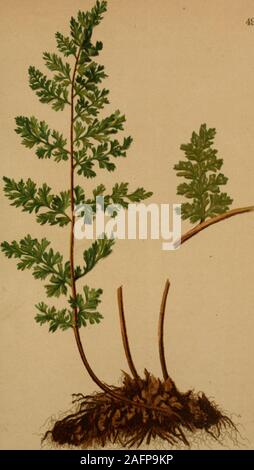 Cystopteris Alpina Atlas Alpenflora Stock Photo Alamy