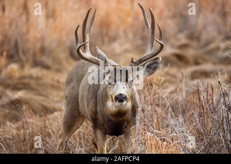Mule Deer buck/ stag (Odocoileus hemionus) making eye contact  Rocky Mountain Arsenal Wildlife Refuge Colorado, USA Stock Photo