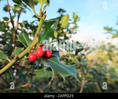 Christmas holly red berries, Ilex aquifolium plant. Stock Photo