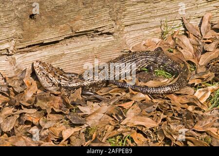 NEW GUINEA BLUE-TONGUED GIANT SKINK (Tiliqua gigas). Sun basking. Ectothermic. Cold blooded. Warming up. Stock Photo