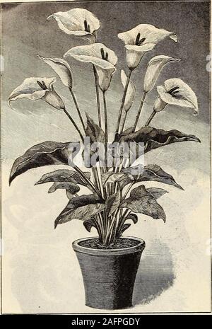 . Bulb catalogue 1904. irable hardy plants with elegant lily-like flower spikes; excellent for cutting. Delivery in Spring. Per Doz. Per 100.0Liliago Major. {St. Bernards Lily.) White; height 1V2 feet $0.60 $3.50 Lil:astrum. {St. Brunos Lily.) White; height iy2 feet .60 3.50 ARUM. Ornamental plants with calla-shaped leaves and flowers; curious and interesting. Each. Per Doz.DRACUNCULUS. {Dragon Flower.) Large purple flowers, and curiously marbled stems $0.20 $1.75 Italicum. Spotted yellow foliage .05 .40 Maculatum. Leaves spotted with white; flowers white; hardy with covering during winter .15 Stock Photo