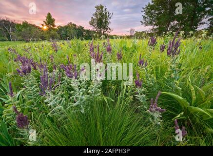 This oak savanna offers plants with deep roots: leadplant (Amorpha canescens), prairie dock, wild quinine, and rattlesnake master (Eryngium yuccifoli)