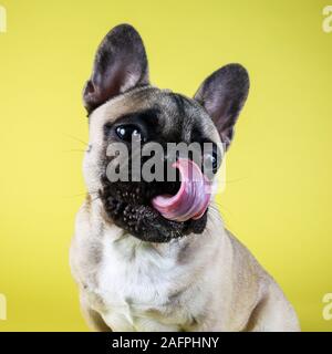 Funny French bulldog puppy licking lips on yellow studio background Stock Photo