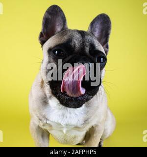 Funny French bulldog puppy licking mouth on yellow studio background Stock Photo