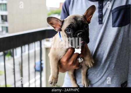 Man holding adorable fawn baby French bulldog puppy Stock Photo